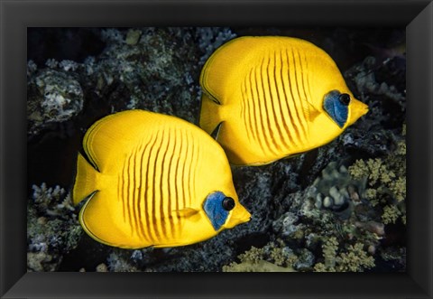 Framed Masked Butterflyfish Print