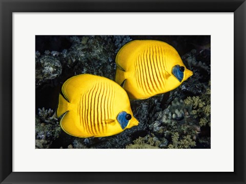 Framed Masked Butterflyfish Print