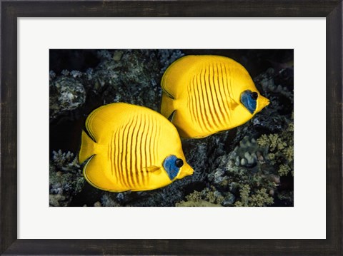 Framed Masked Butterflyfish Print