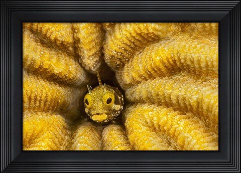 Framed Spinyhead Blenny in Hard Coral Print