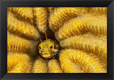 Framed Spinyhead Blenny in Hard Coral Print