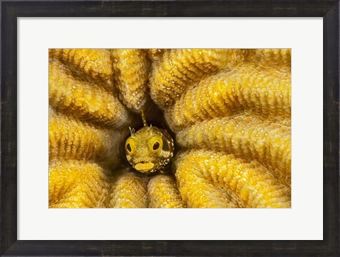 Framed Spinyhead Blenny in Hard Coral Print