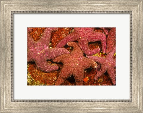Framed Group Of Ochre Sea Stars Print