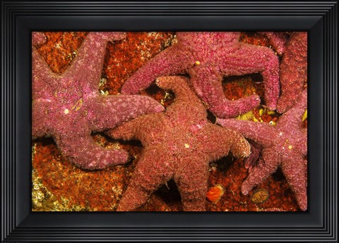 Framed Group Of Ochre Sea Stars Print