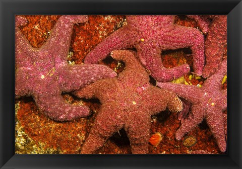 Framed Group Of Ochre Sea Stars Print