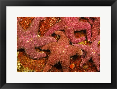 Framed Group Of Ochre Sea Stars Print