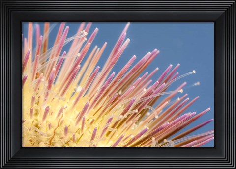 Framed Close-Up of a Variegated Urchin Print
