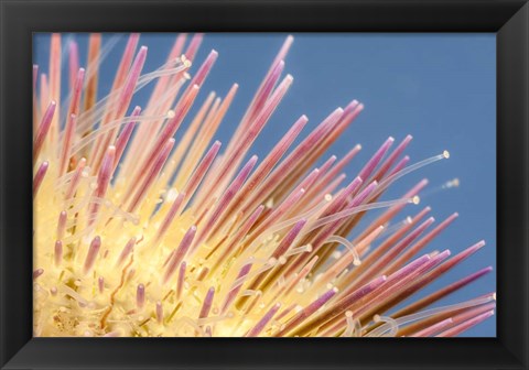 Framed Close-Up of a Variegated Urchin Print