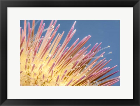 Framed Close-Up of a Variegated Urchin Print