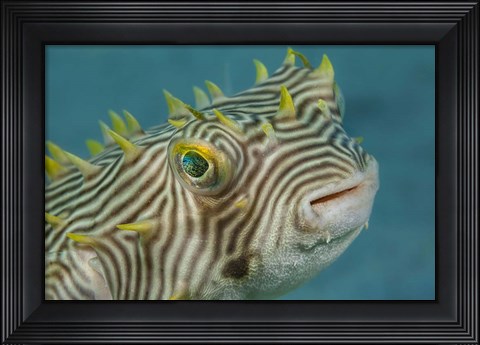 Framed Web Burrfish Print