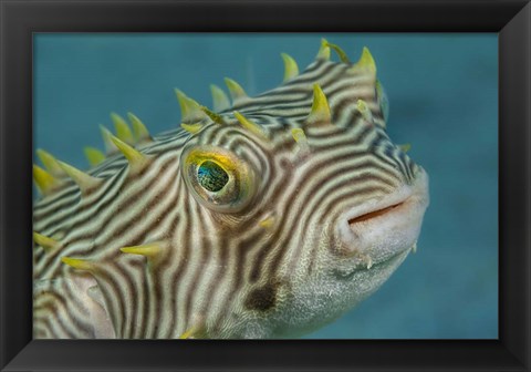 Framed Web Burrfish Print