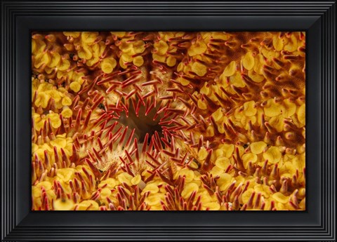 Framed Close-Up Look At the Underside Of the Crown-Of-Thorns Starfish Print