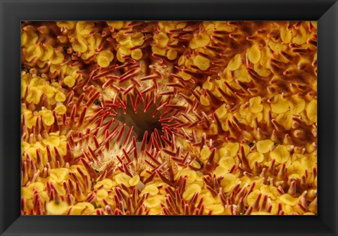 Framed Close-Up Look At the Underside Of the Crown-Of-Thorns Starfish Print