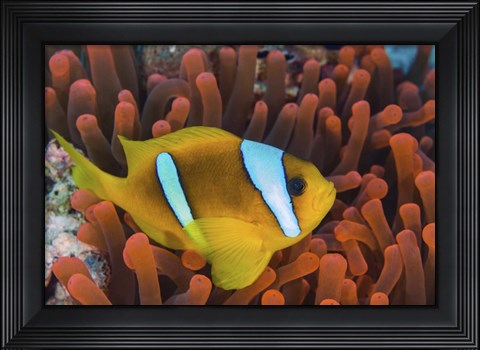 Framed Red Sea Clownfish Print