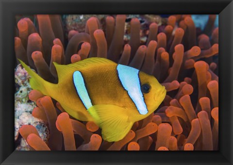 Framed Red Sea Clownfish Print