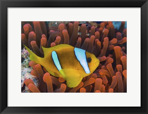 Framed Red Sea Clownfish Print