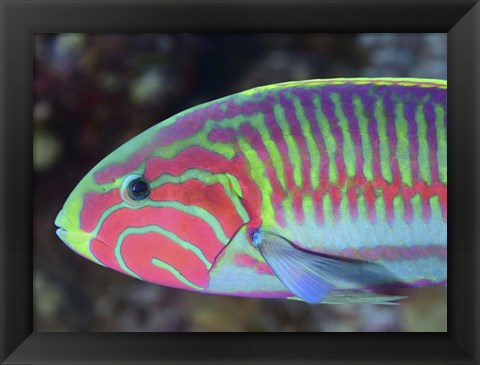 Framed Surge Wrasse Print