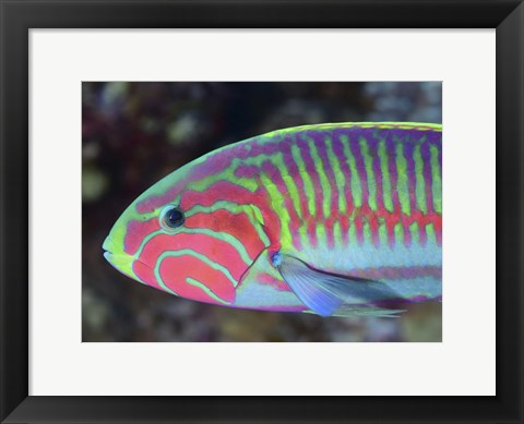 Framed Surge Wrasse Print