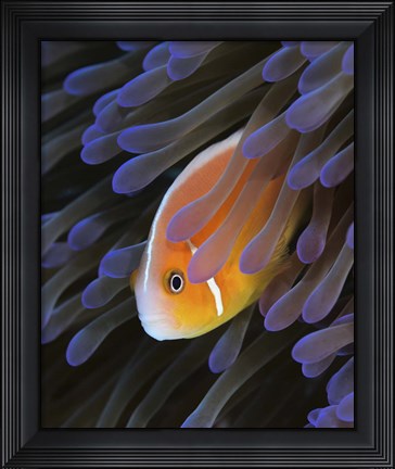 Framed Pink Anemonefish Print