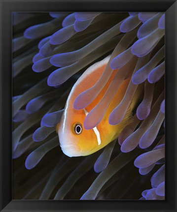 Framed Pink Anemonefish Print