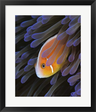 Framed Pink Anemonefish Print