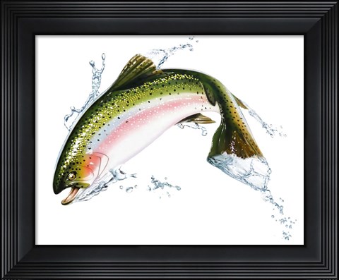 Framed Pink Salmon Jumping Out Of the Water Print
