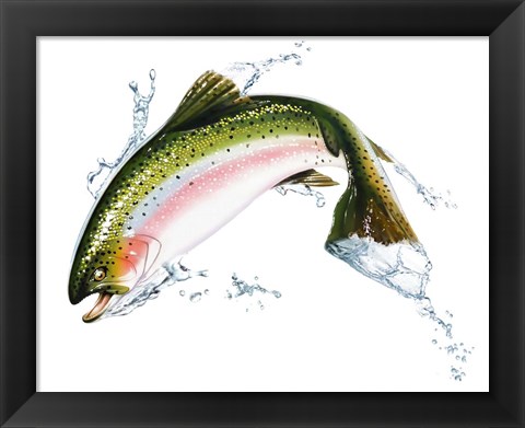 Framed Pink Salmon Jumping Out Of the Water Print