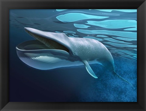 Framed Blue Whale Underwater With Caustics On Surface Print