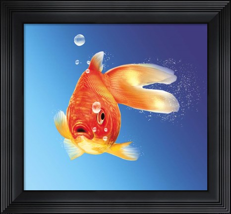 Framed Goldfish With Water Bubbles Print