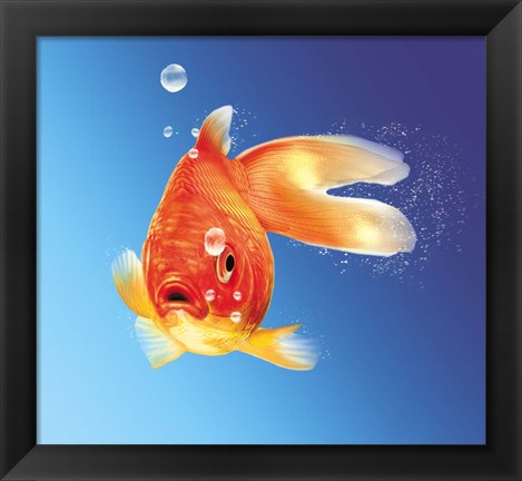 Framed Goldfish With Water Bubbles Print