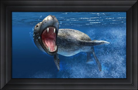 Framed Leopard Seal Swimming Underwater Print