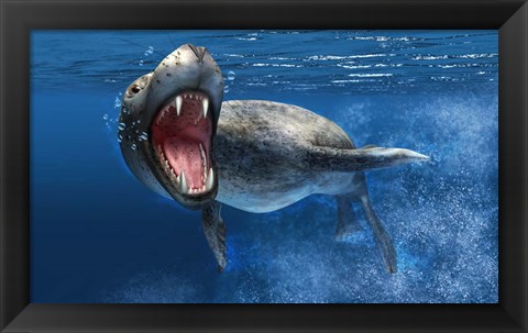 Framed Leopard Seal Swimming Underwater Print