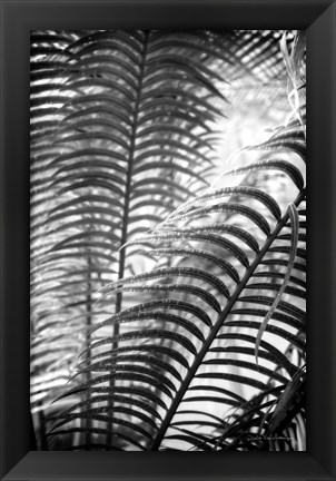 Framed Sunlit Palms II Print