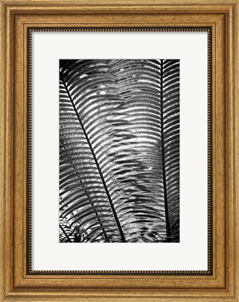 Framed Sunlit Palms I Print