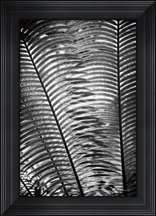 Framed Sunlit Palms I Print