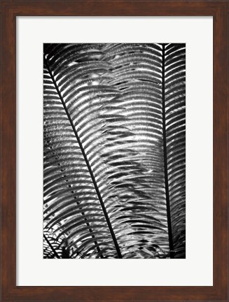 Framed Sunlit Palms I Print
