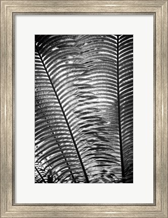 Framed Sunlit Palms I Print