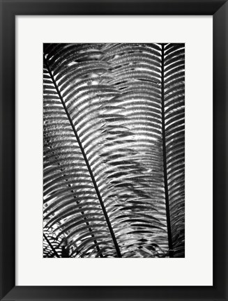 Framed Sunlit Palms I Print