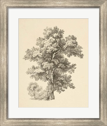 Framed Tree Study I Dark Print