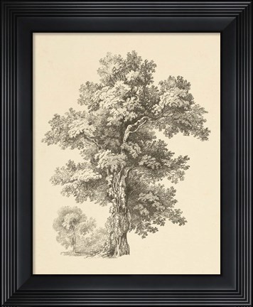 Framed Tree Study I Dark Print