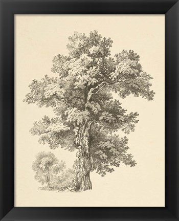 Framed Tree Study I Dark Print