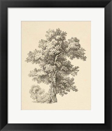 Framed Tree Study I Dark Print