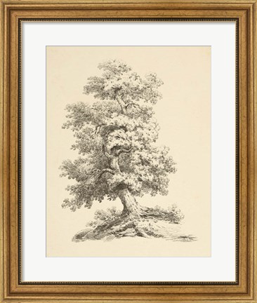 Framed Tree Study II Dark Print