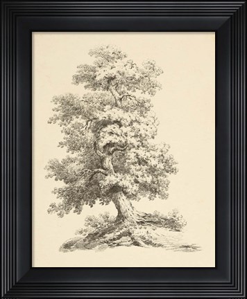 Framed Tree Study II Dark Print