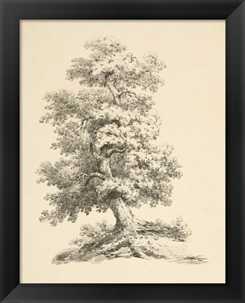 Framed Tree Study II Dark Print