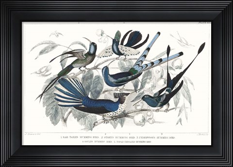 Framed Hummingbirds Chart Providence Print