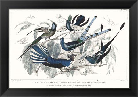 Framed Hummingbirds Chart Providence Print