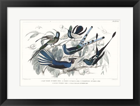 Framed Hummingbirds Chart Providence Print