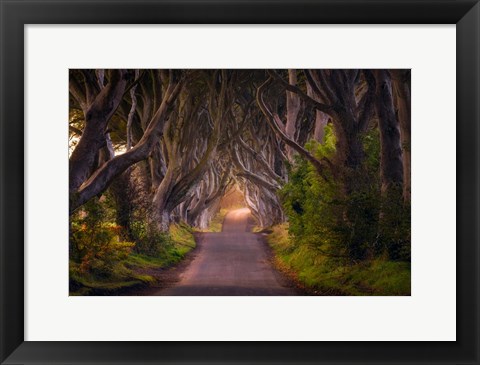 Framed Glowing Hedges Print