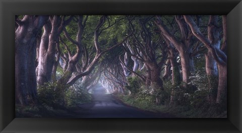 Framed Dark Hedges Print